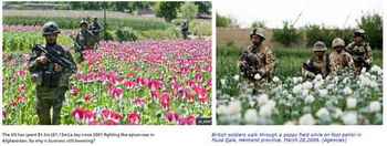アフガニスタン　ケシ畑　アメリカ、イギリス２０年間駐留.jpg